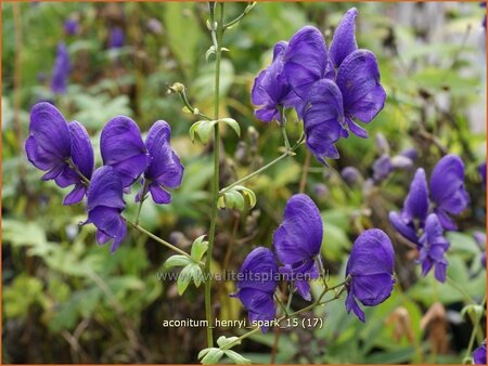 Aconitum henryi &#39;Spark&#39;