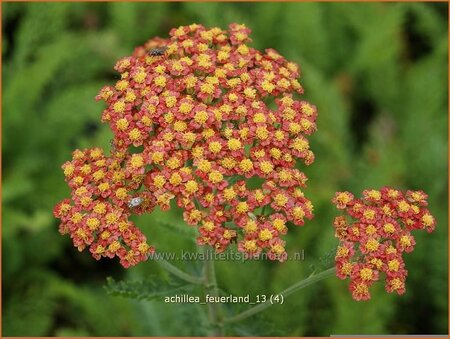 Achillea &#39;Feuerland&#39;