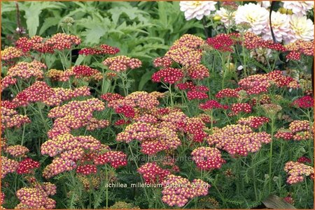 Achillea millefolium &#39;Paprika&#39;