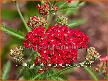 Achillea millefolium &#39;Red Beauty&#39;
