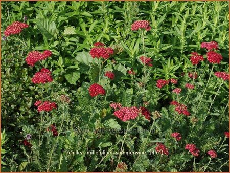 Achillea millefolium &#39;Summerwine&#39;