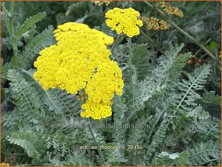 Achillea &#39;Moonshine&#39;