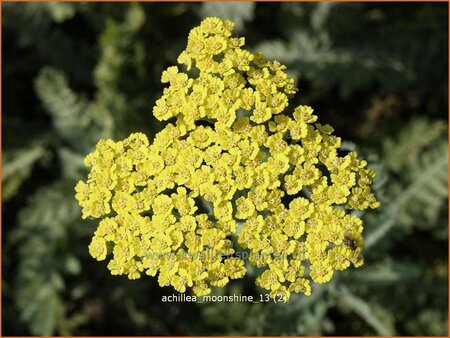 Achillea &#39;Moonshine&#39;