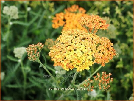 Achillea &#39;Terracotta&#39;