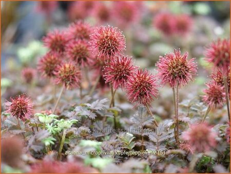 Acaena microphylla &#39;Kupferteppich&#39;