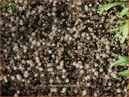 Acaena microphylla &#39;Kupferteppich&#39;