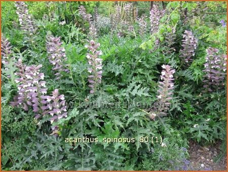 Acanthus spinosus