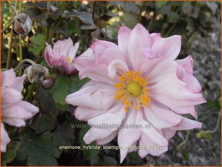 Anemone hybrida &#39;Königin Charlotte&#39;