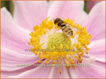 Anemone hybrida &#39;Königin Charlotte&#39;