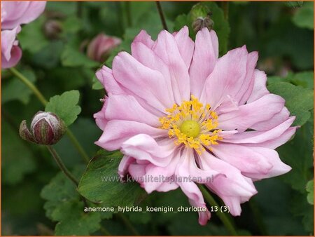Anemone hybrida &#39;Königin Charlotte&#39;