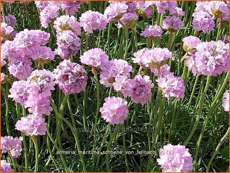 Armeria maritima &#39;Schöne von Fellbach&#39;