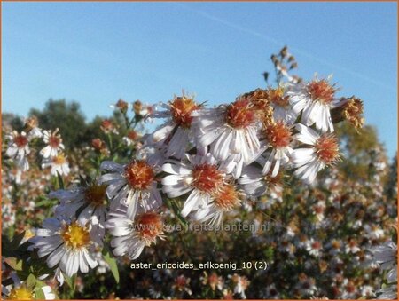 Aster ericoides &#39;Erlkönig&#39;