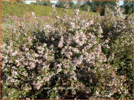 Aster ericoides &#39;Erlkönig&#39;