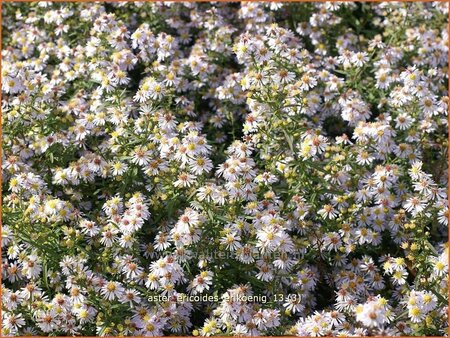 Aster ericoides &#39;Erlkönig&#39;