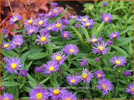 Aster novi-belgii &#39;Schöne von Dietlikon&#39;