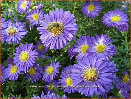 Aster novi-belgii &#39;Schöne von Dietlikon&#39;