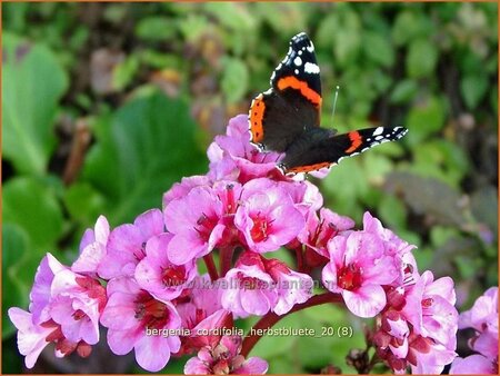 Bergenia cordifolia &#39;Herbstblüte&#39;