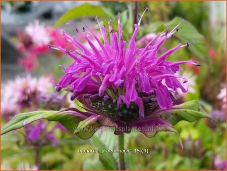 Monarda &#39;Prärienacht&#39;