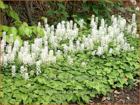 Tiarella cordifolia &#39;Moorgrün&#39;