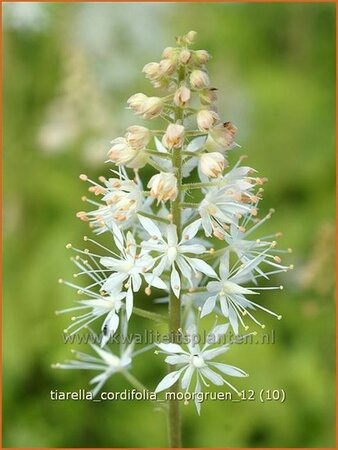 Tiarella cordifolia &#39;Moorgrün&#39;