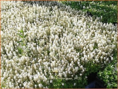 Tiarella cordifolia &#39;Moorgrün&#39;