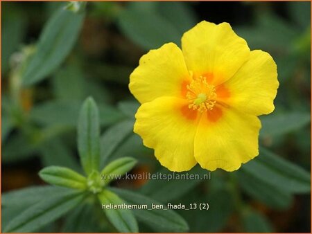 Helianthemum &#39;Ben Fhada&#39;