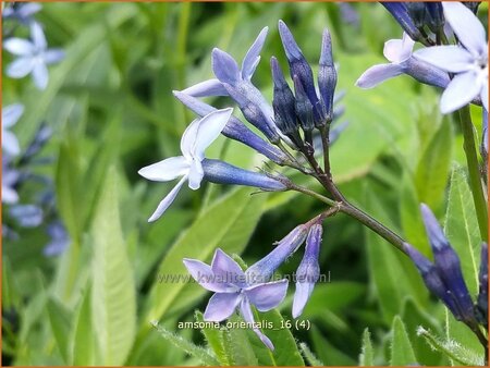 Amsonia orientalis