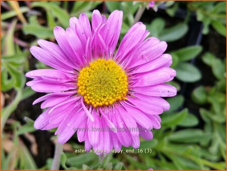 Aster alpinus &#39;Happy End&#39;