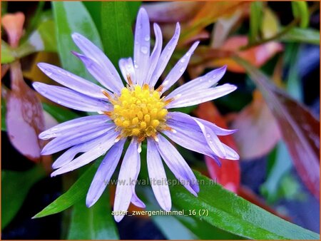 Aster &#39;Zwergenhimmel&#39;