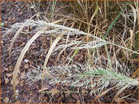 Calamagrostis brachytricha &#39;Mona&#39;