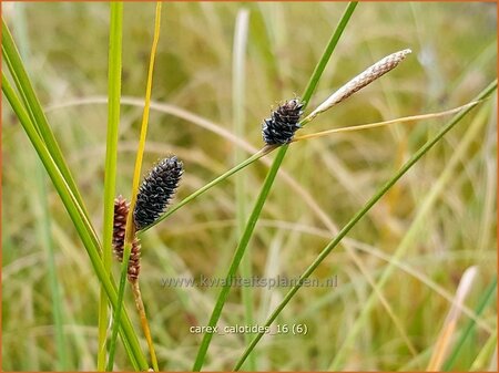 Carex calotides