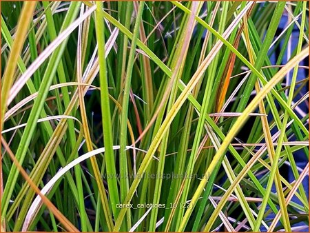 Carex calotides