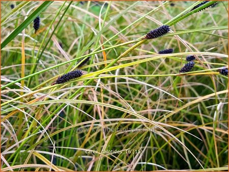 Carex calotides