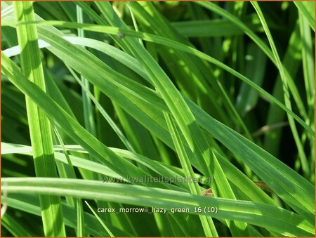 Carex morrowii &#39;Hazy Green&#39;