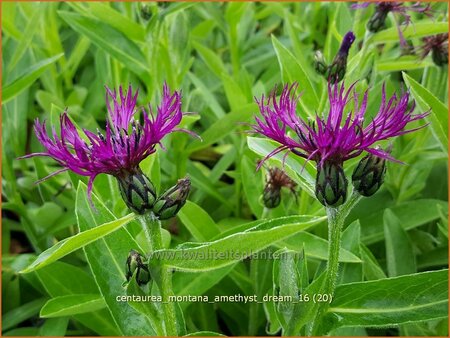 Centaurea montana &#39;Amethyst Dream&#39;