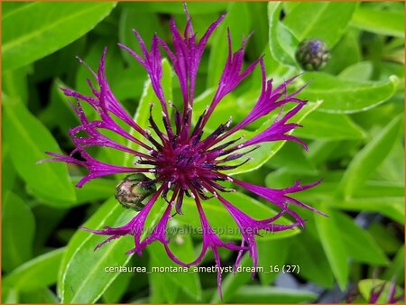 Centaurea montana &#39;Amethyst Dream&#39;