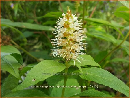 Comanthosphace japonica &#39;Golden Angel&#39;