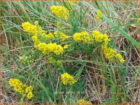 Galium verum