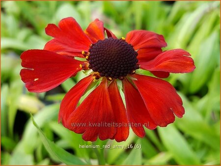 Helenium &#39;Red Army&#39;