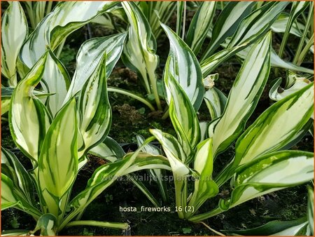 Hosta 'Fireworks'