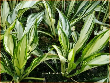 Hosta &#39;Fireworks&#39;