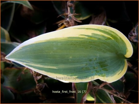 Hosta &#39;First Frost&#39;