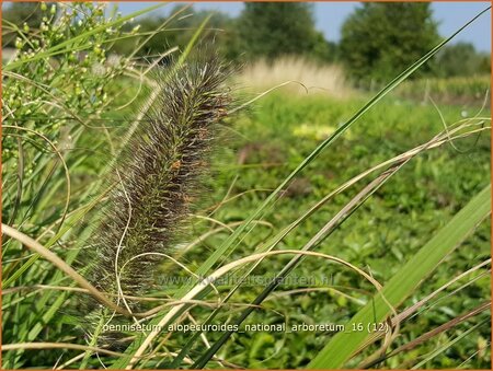 Pennisetum alopecuroides &#39;National Arboretum&#39;