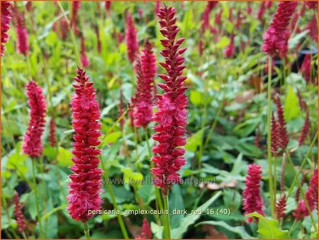 Persicaria amplexicaulis &#39;Dark Red&#39;