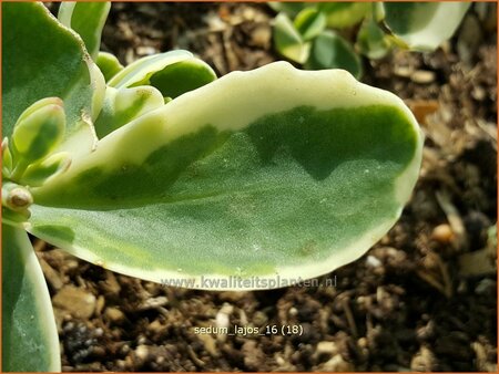 Sedum &#39;Lajos&#39;