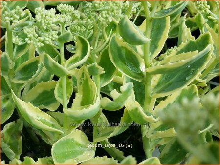 Sedum &#39;Lajos&#39;