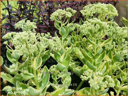Sedum &#39;Lajos&#39;