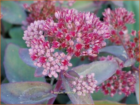 Sedum &#39;Marina&#39;