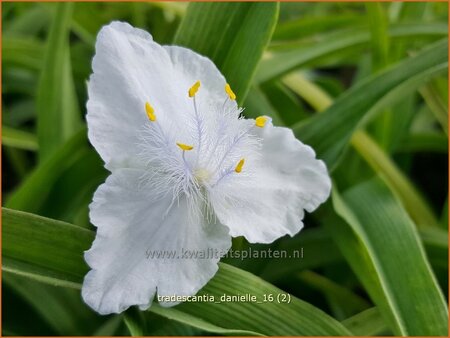 Tradescantia 'Danielle'