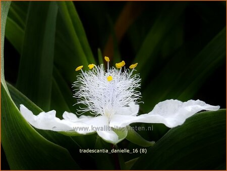 Tradescantia 'Danielle'